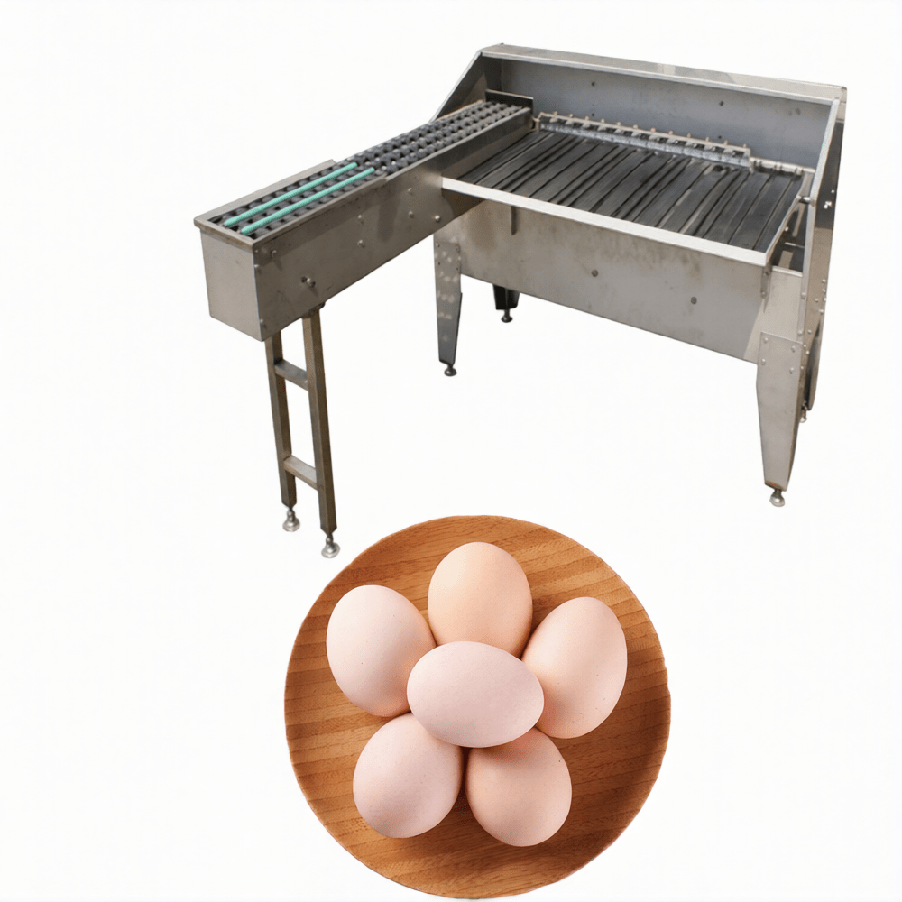 Automatic Egg Grading Machine – 5000 Eggs Per Hour Commercial Egg Sorting Equipment